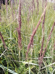 Calamagrostis epigejos
