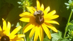 Bombus