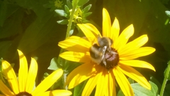 Bombus