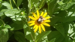 Bombus