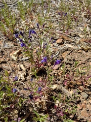 Scutellaria siphocampyloides