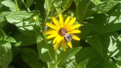 Bombus