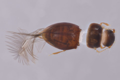 Ptiliidae