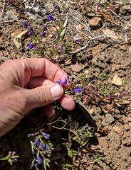 Scutellaria siphocampyloides