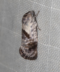 Eupselia carpocapsella