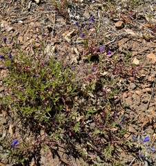 Scutellaria siphocampyloides