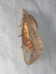 Hypocala guttiventris