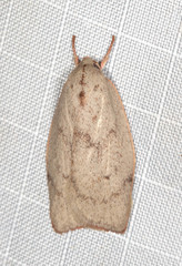 Euchaetis rhodochila