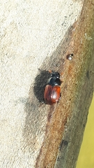 Aphodius pedellus