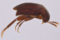 Ptomaphagus