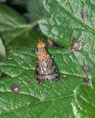 Euthycera chaerophylli