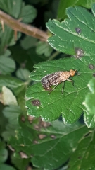 Euthycera chaerophylli