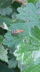 Euthycera chaerophylli