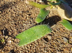 Lachenalia comptonii
