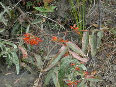 Woodfordia fruticosa