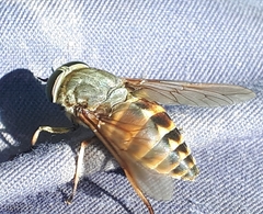 Tabanus sudeticus