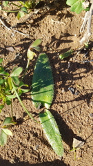 Lachenalia comptonii