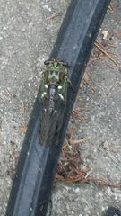 Neotibicen latifasciatus