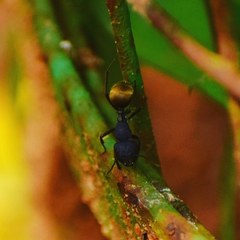 Camponotus sericeus