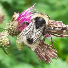 Bombus