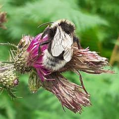 Bombus