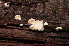 Gloeoporus phlebophorus