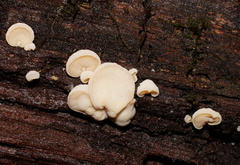 Gloeoporus phlebophorus