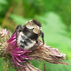 Bombus