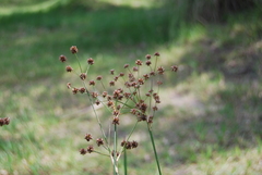 Juncus microcephalus