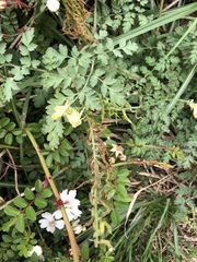 Corydalis ophiocarpa