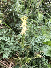 Corydalis ophiocarpa