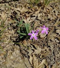 Phlox dolichantha