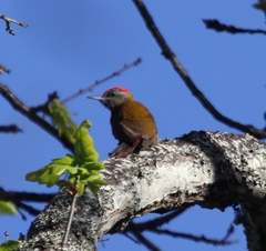 Chloropicus griseocephalus