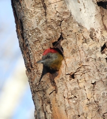 Chloropicus griseocephalus