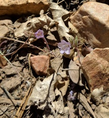 Phacelia exilis