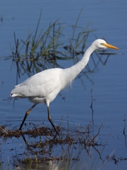 Ardea intermedia brachyrhyncha