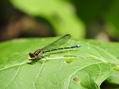 Argia cuprea