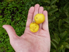 Ximenia americana
