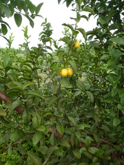 Ximenia americana