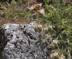 Phacelia imbricata