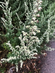 Artemisia vulgaris