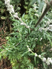 Artemisia vulgaris
