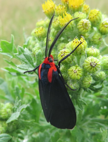 White-tipped Ctenucha