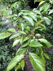 Rhamnus pilushanensis