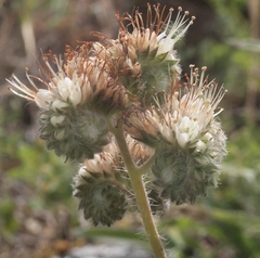 Phacelia imbricata