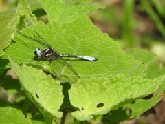 Macrothemis pseudimitans