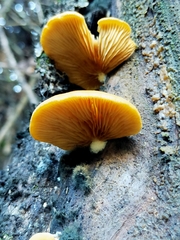 Crepidotus praecipuus