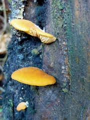 Crepidotus praecipuus
