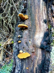 Crepidotus praecipuus