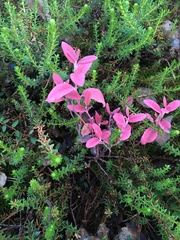 Exobasidium karstenii